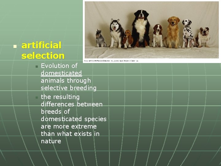 n artificial selection n n Evolution of domesticated animals through selective breeding the resulting