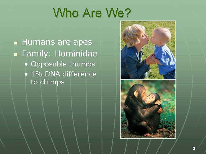 Who Are We? n n Humans are apes Family: Hominidae • Opposable thumbs •