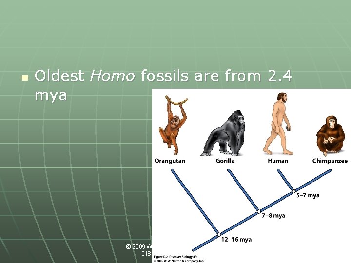 n Oldest Homo fossils are from 2. 4 mya © 2009 W. W. Norton