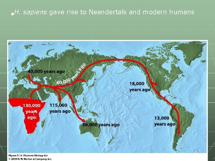 H. sapiens gave rise to Neandertals and modern humans n 13 