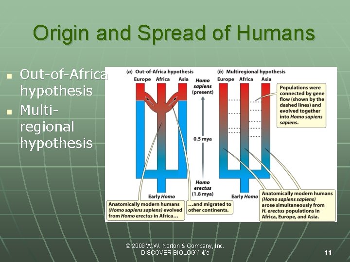 Origin and Spread of Humans n n Out-of-Africa hypothesis Multiregional hypothesis © 2009 W.