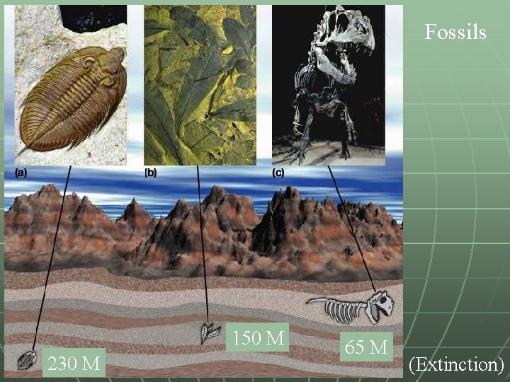 Fossils 150 M 230 M 65 M (Extinction) 