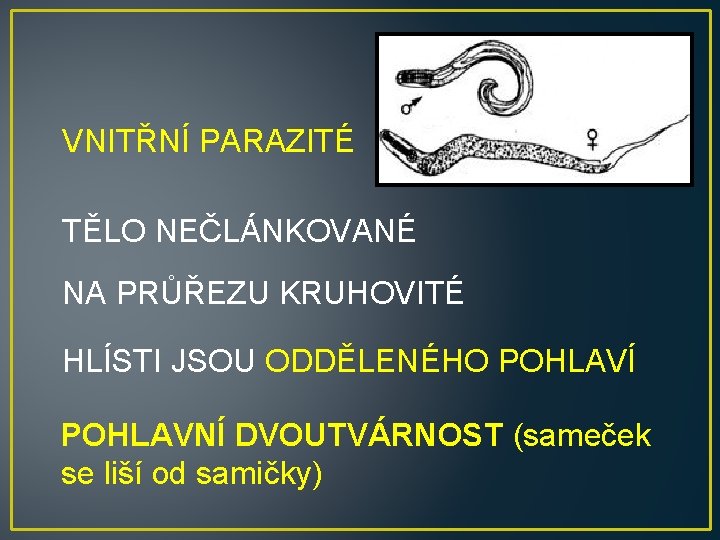VNITŘNÍ PARAZITÉ TĚLO NEČLÁNKOVANÉ NA PRŮŘEZU KRUHOVITÉ HLÍSTI JSOU ODDĚLENÉHO POHLAVÍ POHLAVNÍ DVOUTVÁRNOST (sameček