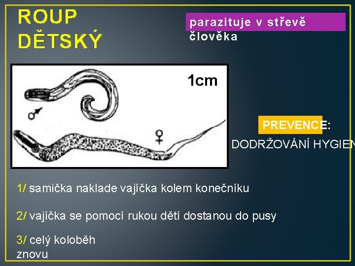 ROUP DĚTSKÝ parazituje v střevě člověka 1 cm PREVENCE: DODRŽOVÁNÍ HYGIEN 1/ samička naklade