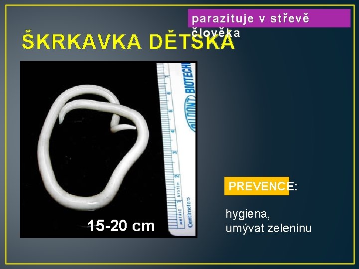 parazituje v střevě člověka ŠKRKAVKA DĚTSKÁ PREVENCE: 15 -20 cm hygiena, umývat zeleninu 