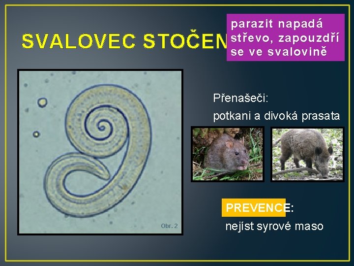 parazit napadá střevo, zapouzdří se ve svalovině SVALOVEC STOČENÝ Přenašeči: potkani a divoká prasata