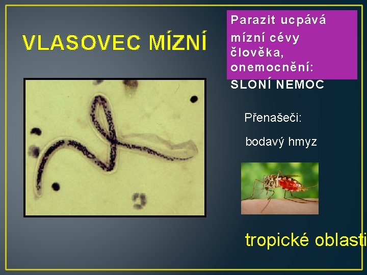 VLASOVEC MÍZNÍ Parazit ucpává mízní cévy člověka, onemocnění: SLONÍ NEMOC Přenašeči: bodavý hmyz tropické