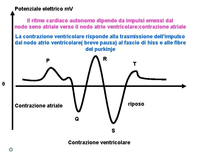 Potenziale elettrico m. V Il ritmo cardiaco autonomo dipende da impulsi emessi dal nodo
