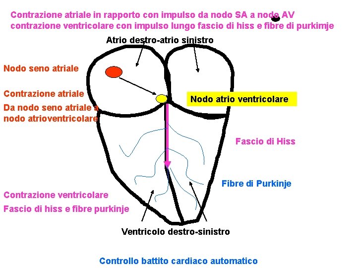 Contrazione atriale in rapporto con impulso da nodo SA a nodo AV contrazione ventricolare