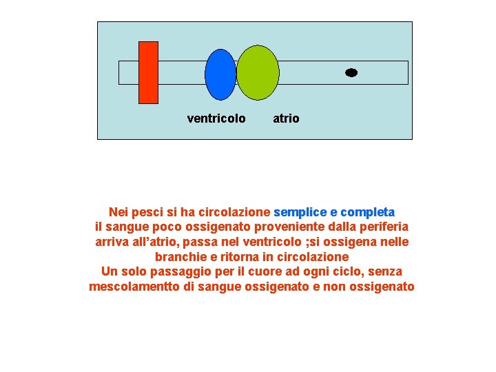 ventricolo atrio Nei pesci si ha circolazione semplice e completa il sangue poco ossigenato