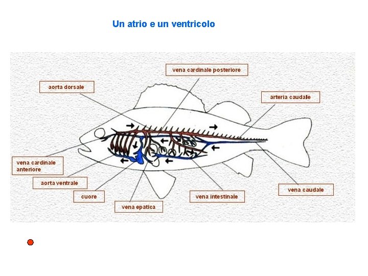 Un atrio e un ventricolo 