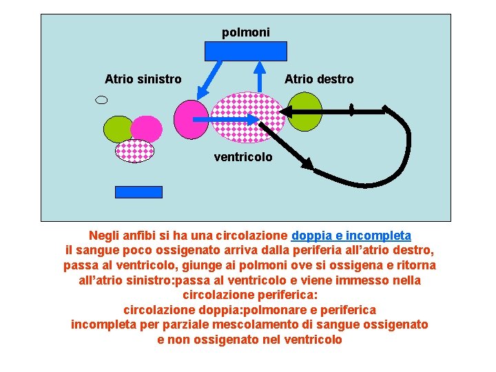 polmoni Atrio sinistro Atrio destro ventricolo Negli anfibi si ha una circolazione doppia e