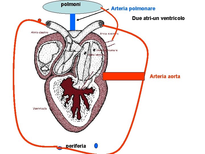 polmoni Arteria polmonare Due atri-un ventricolo Arteria aorta periferia 