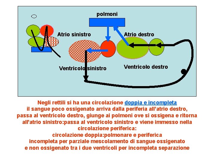 polmoni Atrio sinistro Ventricolo sinistro Atrio destro Ventricolo destro Negli rettili si ha una