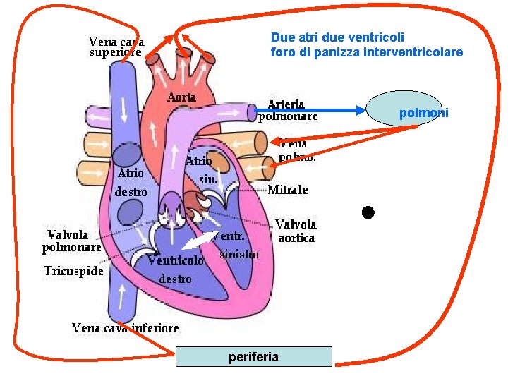 Due atri due ventricoli foro di panizza interventricolare polmoni periferia 