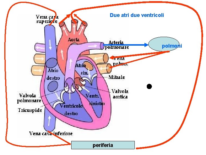 Due atri due ventricoli polmoni periferia 
