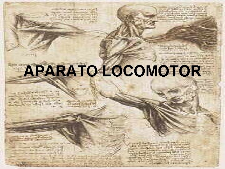 APARATO LOCOMOTOR 