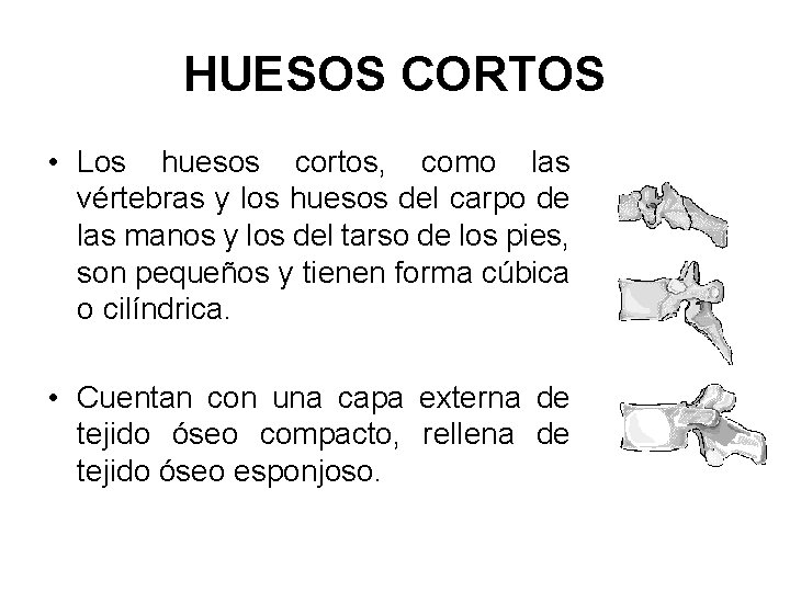 HUESOS CORTOS • Los huesos cortos, como las vértebras y los huesos del carpo