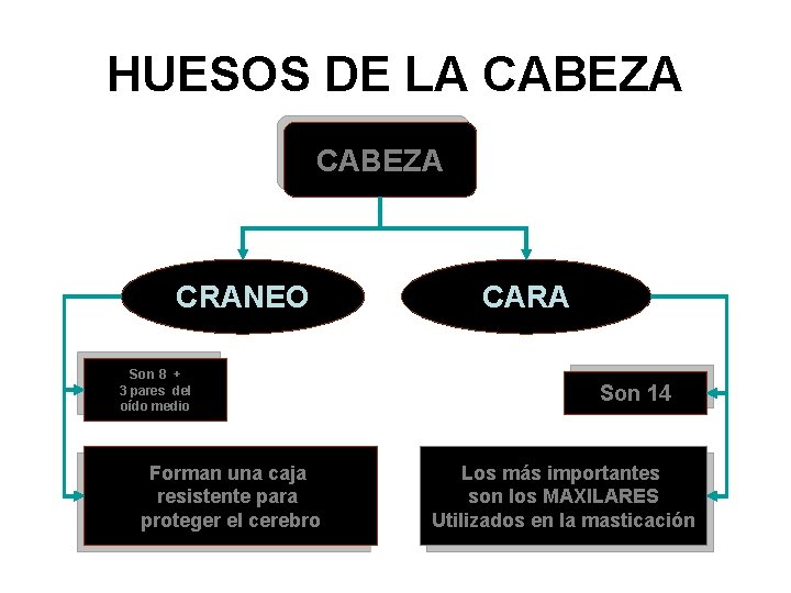 HUESOS DE LA CABEZA CRANEO Son 8 + 3 pares del oído medio Forman