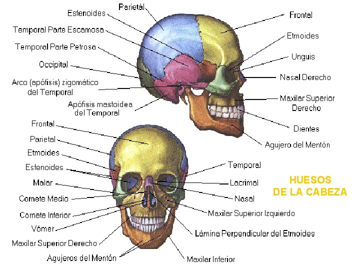 HUESOS DE LA CABEZA 