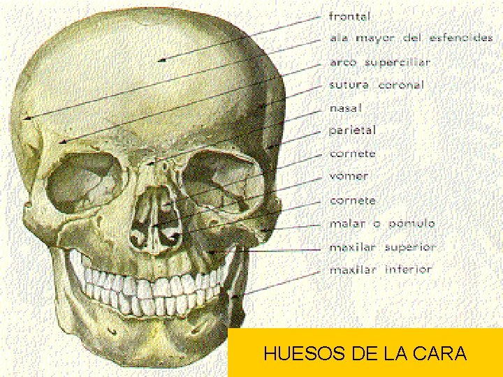 HUESOS DE LA CARA 