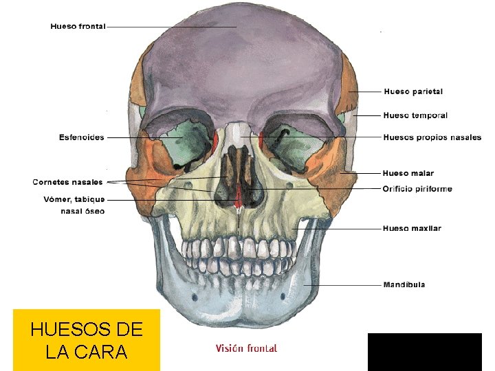 HUESOS DE LA CARA 