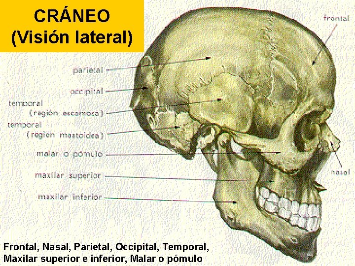 CRÁNEO (Visión lateral) Frontal, Nasal, Parietal, Occipital, Temporal, Maxilar superior e inferior, Malar o