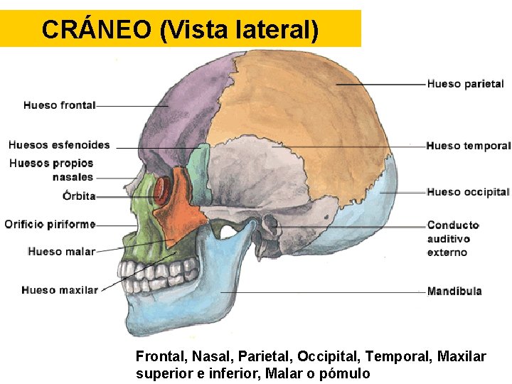 CRÁNEO (Vista lateral) Frontal, Nasal, Parietal, Occipital, Temporal, Maxilar superior e inferior, Malar o