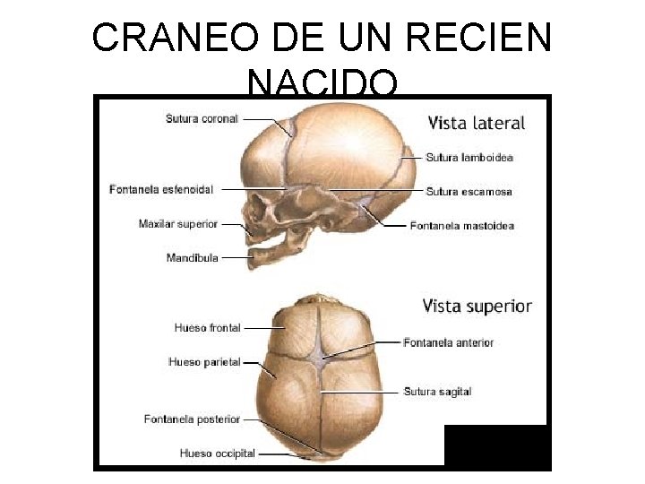 CRANEO DE UN RECIEN NACIDO 