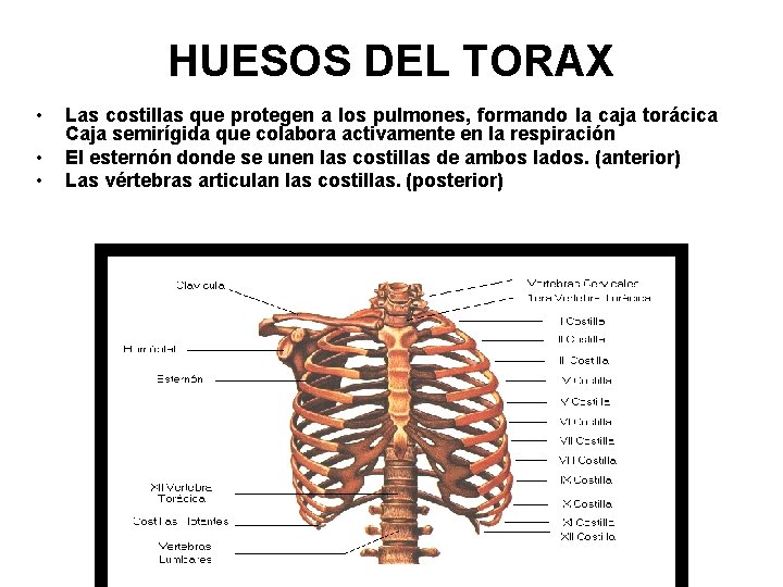 HUESOS DEL TORAX • • • Las costillas que protegen a los pulmones, formando