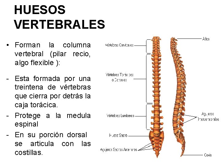 HUESOS VERTEBRALES • Forman la columna vertebral (pilar recio, algo flexible ): - Esta