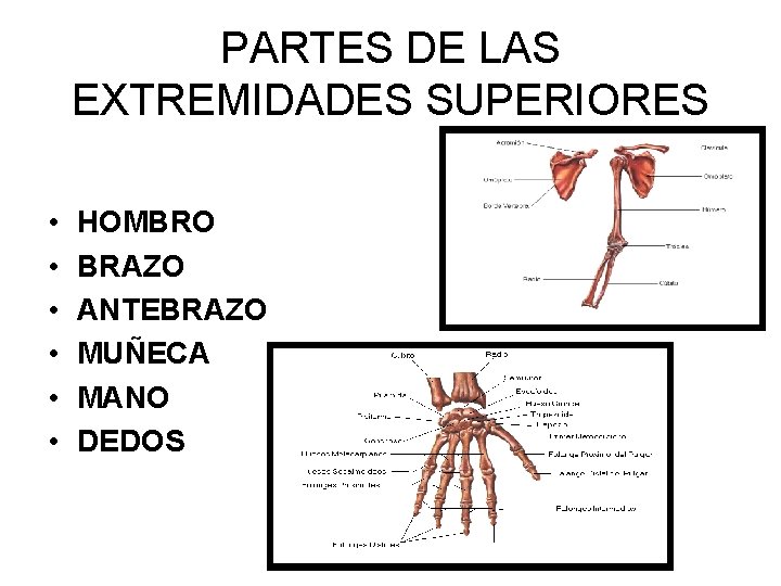 PARTES DE LAS EXTREMIDADES SUPERIORES • • • HOMBRO BRAZO ANTEBRAZO MUÑECA MANO DEDOS