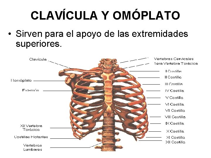 CLAVÍCULA Y OMÓPLATO • Sirven para el apoyo de las extremidades superiores. 