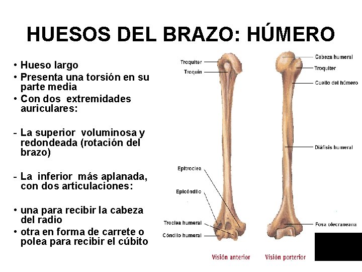 HUESOS DEL BRAZO: HÚMERO • Hueso largo • Presenta una torsión en su parte