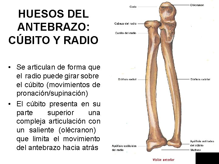 HUESOS DEL ANTEBRAZO: CÚBITO Y RADIO • Se articulan de forma que el radio