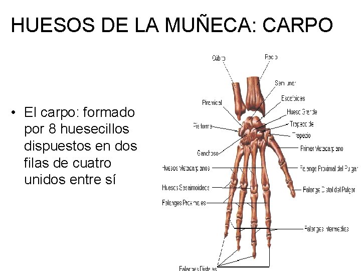 HUESOS DE LA MUÑECA: CARPO • El carpo: formado por 8 huesecillos dispuestos en