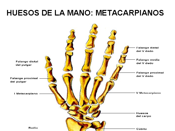 HUESOS DE LA MANO: METACARPIANOS 