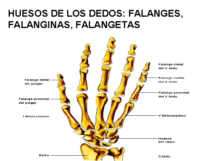 HUESOS DE LOS DEDOS: FALANGES, FALANGINAS, FALANGETAS 