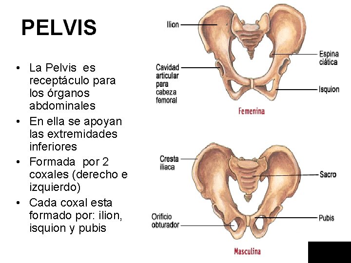 PELVIS • La Pelvis es receptáculo para los órganos abdominales • En ella se