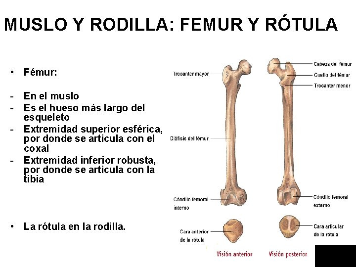 MUSLO Y RODILLA: FEMUR Y RÓTULA • Fémur: - En el muslo - Es