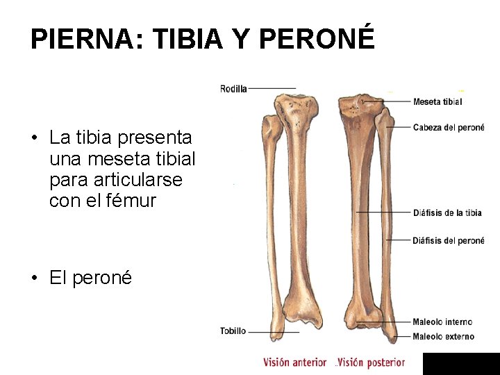 PIERNA: TIBIA Y PERONÉ • La tibia presenta una meseta tibial para articularse con