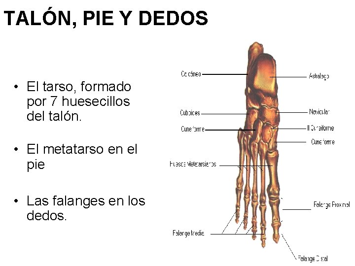 TALÓN, PIE Y DEDOS • El tarso, formado por 7 huesecillos del talón. •