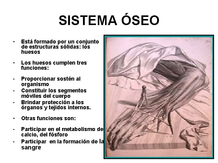 SISTEMA ÓSEO • Está formado por un conjunto de estructuras sólidas: los huesos •