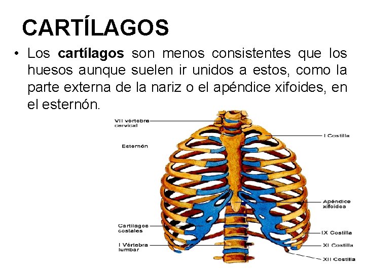 CARTÍLAGOS • Los cartílagos son menos consistentes que los huesos aunque suelen ir unidos