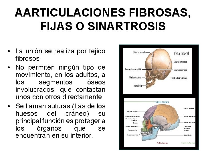 AARTICULACIONES FIBROSAS, FIJAS O SINARTROSIS • La unión se realiza por tejido fibrosos •