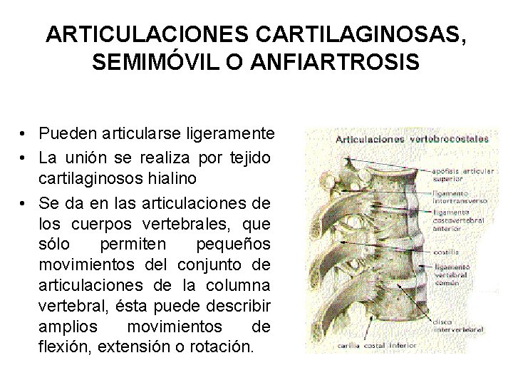 ARTICULACIONES CARTILAGINOSAS, SEMIMÓVIL O ANFIARTROSIS • Pueden articularse ligeramente • La unión se realiza