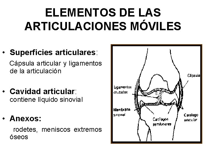 ELEMENTOS DE LAS ARTICULACIONES MÓVILES • Superficies articulares: Cápsula articular y ligamentos de la