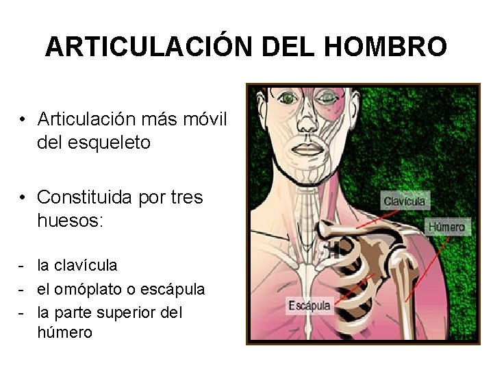 ARTICULACIÓN DEL HOMBRO • Articulación más móvil del esqueleto • Constituida por tres huesos: