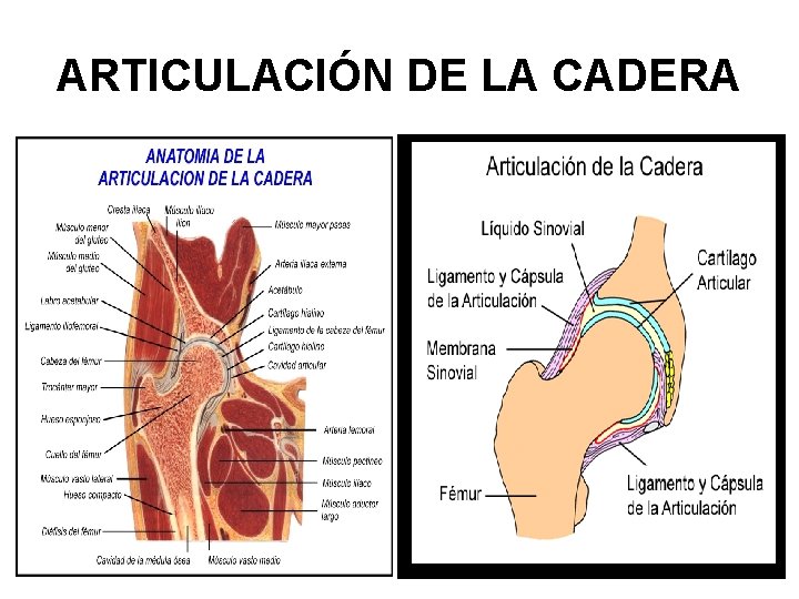 ARTICULACIÓN DE LA CADERA 