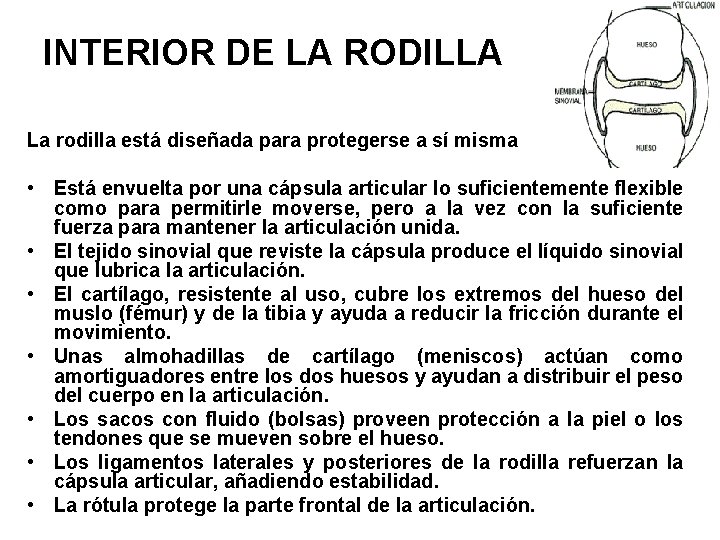 INTERIOR DE LA RODILLA La rodilla está diseñada para protegerse a sí misma •